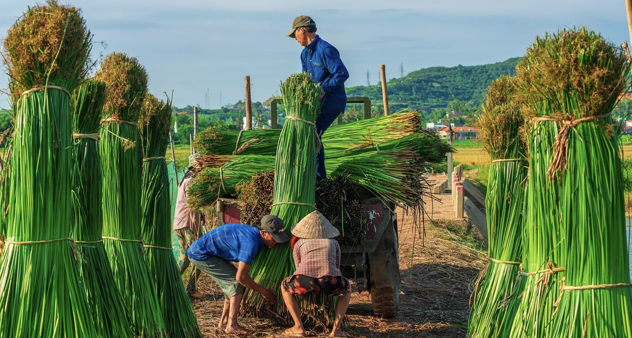 làng nghề vào vụ cói