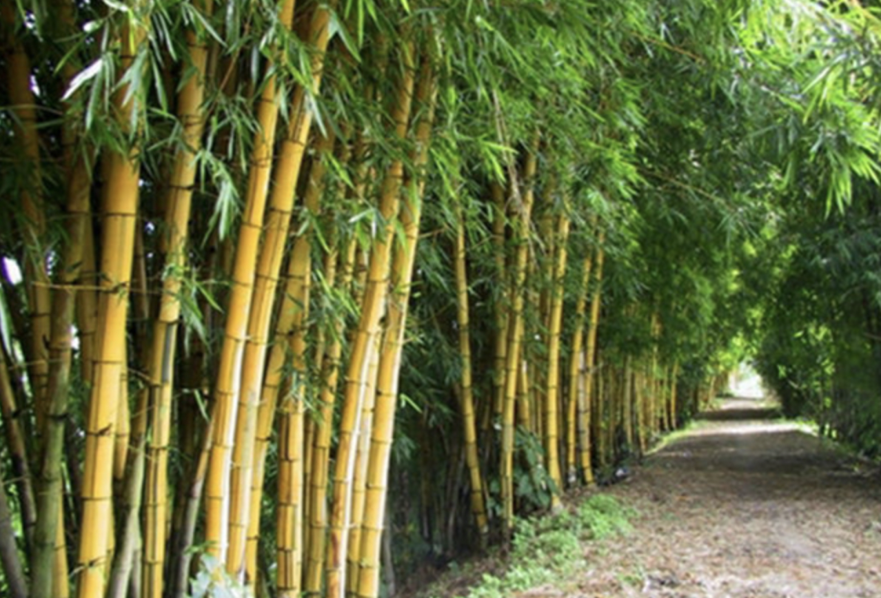 Lịch sử và ý nghĩa của cây tre trong văn hóa Việt Nam - New Bamboo