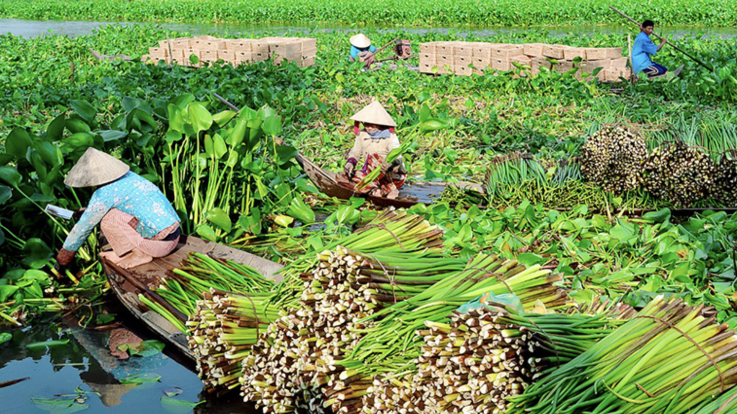 các sản phẩm đan lát từ lục bình 